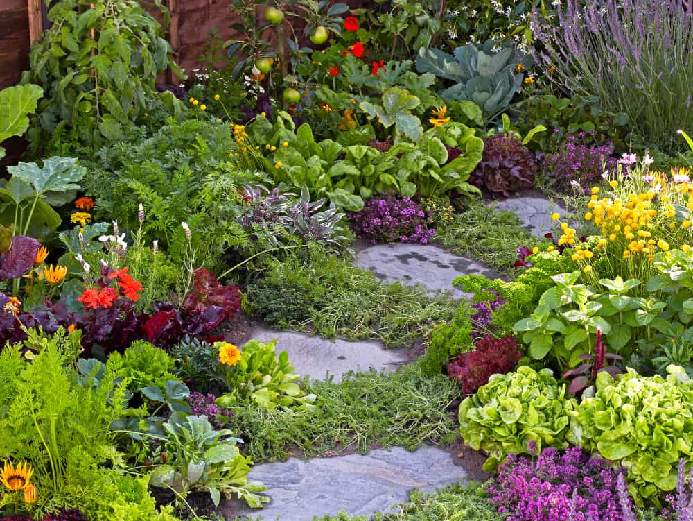 为什么要在花园添加草药和蔬菜 是一个大思想